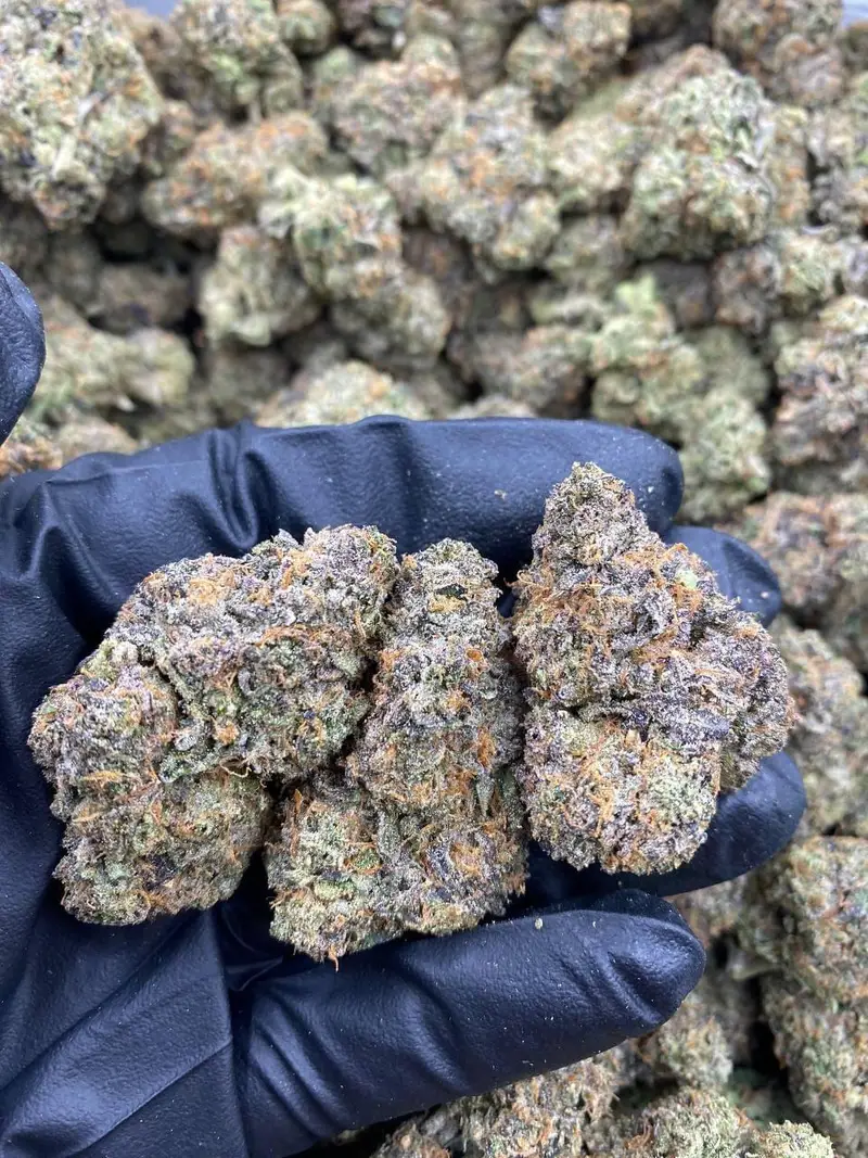 Gorilla Cookies Strain